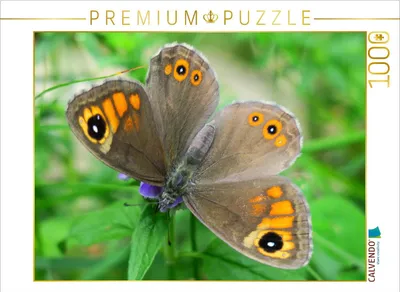 Produktbild von CALVENDO Puzzle Braunauge | 1000 Teile Lege-Größe 64x48cm Foto-Puzzle für glückliche Stunden