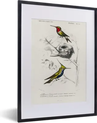 Produktbild von MuchoWow® MuchoWow® Gerahmtes Poster Vogel - Vintage - Zweig 30x40 cm - Poster mit zchwarzem Bilderrahmen - Wandposter Schlafzimmer