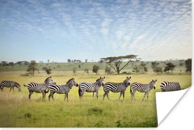 Produktbild von MuchoWow® Poster Eine Reihe von Zebras auf der Savanne des Serengeti-Nationalparks in Tansania 120x80 cm - Bilder