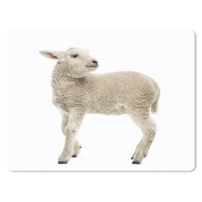 Obrázek produktu pro Podložka pod myš - Ovce - vlna - jehněčí - 40x30cm - Podložka pod myš