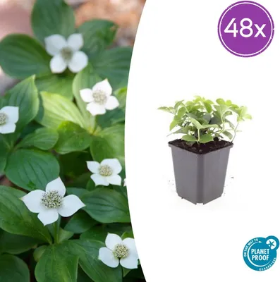 Zdjęcie produktu dla Cornus canadensis | 48 sztuk - 10-25cm - Ø9cm - Roślina ogrodowa