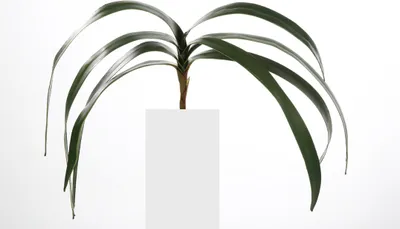Obrázok produktu pre Fink, umelá orchidea, umelé vlákna, tmavozelená, dĺžka: 71 cm, šírka: 1 cm, výška: 0,80 cm, hĺbka: 71,00 cm, kód: 185400