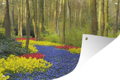 Produktbild von MuchoWow® 60x40 cm Outdoor-Poster Gartendeko Sichtschutz Garten Poster für den Garten  Tulpenzwiebelspaziergang auf dem Keukenhof