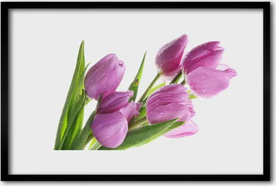 Produktbild von Bild 60x40 MDF-Rahmen Wandkunst Tulpen Blumen Pflanze