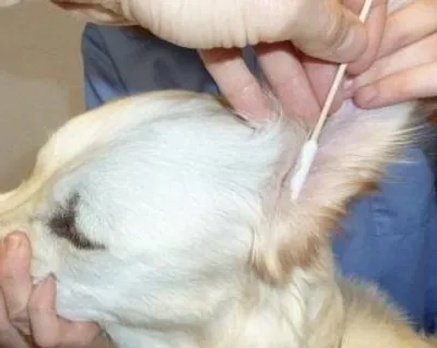 Produktbild von BambooStick S/M Ohrreiniger für Hunde & Katzen