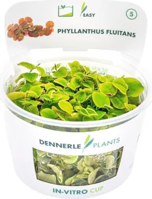 Obrázek produktu pro Plovák červený – Phyllanthus fluitans In-Vitro