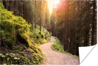 Produktbild von MuchoWow® Poster Wald - Baum - Grün 120x80 cm - Bilder