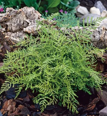 Produktbild von Wurmfarn ´LINEARIS POLYDACTYLA´, kont. 1,7 l