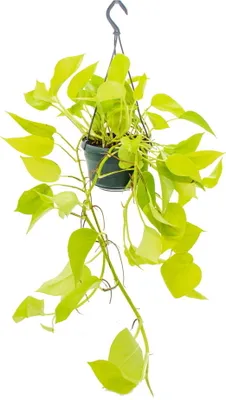 Image de Plante d'intérieur à suspendre - Lierre lumineux - Epipremnum Golden Pothos - Scindapsus - Pot suspendu 14cm