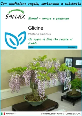 Immagine prodotto di SAFLAX Set regalo - Glicine - 4 semi - Wisteria