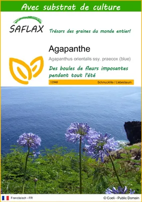 Image de SAFLAX  - Agapanthe - 50 graines - Avec substrat - Agapanthus