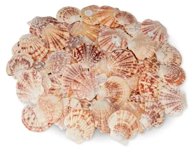 Produktbild von Pecten lentigiou, 0,5 kg, 4–6 cm, ca. 60–70 Stück, Kleine Jakobsmuscheln Muschelschalen, naturbelassen gereinigt, Basteln Dekoration DIY Hochzeit, Streudeko Tischdeko Floristik Maritime Deko