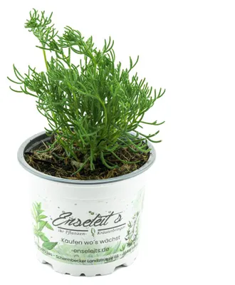 Produktbild von Enseleits Gyros Kraut Pflanze ARTEMISIA CAUCASICA, Gyros-Beifuß, Teppich-Beifuss, Kräuter Pflanze