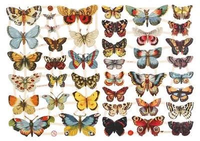 Image de Tableaux brillants vintage "Papillons