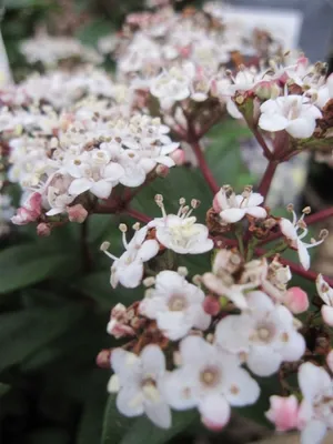 Produktbild von Viburnum tinus Ladybird - Lorbeer-Schneeball Ladybird 25-30