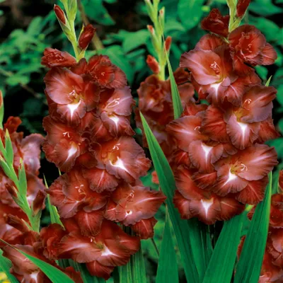 Immagine prodotto di Gladiolo a fiore grande Chocolate 5 pezzi Gladioli bulbi di gladiolo