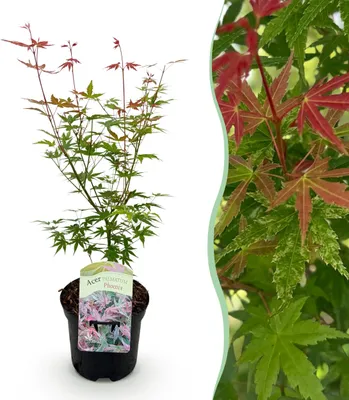 Image de Plante de terrasse - Erable Japonais - Acer palmatum Phoenix - Rose - 1 Plante - Feuilles caduques - 60-70cm - Ø25cm - Plante de jardin