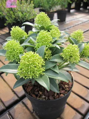 Produktbild von Skimmia japonica White Dwarf - Japanische Skimmie - 20-25cm