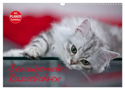 Produktbild von Bezaubernde Rassekatzen (Wandkalender 2027 DIN A3 quer), CALVENDO Monatskalender