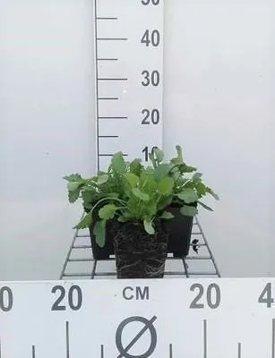 Image de 6 x Leucanthemum vulgare (chrysanth. leucanth.) - Marguerite - pot 9 x 9 cm
