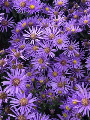 Produktbild von 6 x Aster amellus 'Blue King' - Berg-Aster im 9x9 cm Topf