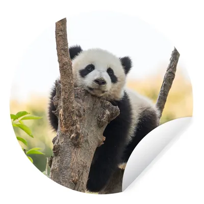 Produktbild von MuchoWow® Runde Wandtattoo - Wandsticker Tapete Aufkleber Panda - Baum - Licht Ø 80 cm Selbstklebend und Repositionierbar - Wandaufkleber - Kreis - Mauerkreis - Wand Bilder - Wandsticker - Wohnzimmer Dekoration - Dekoration für die Wände - Aluminium - Babyzimmer
