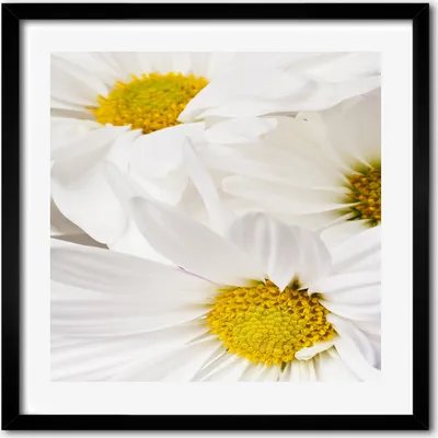 Produktbild von Bild - 50 cm x 50 cm - MDF - Rahmen, Wandkunst - Gänseblümchen