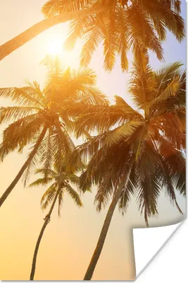 Produktbild von MuchoWow® Poster Palme - Sonne - Sommer - Tropisch 120x180 cm - Kunstposter