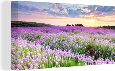 Produktbild von OneMillionCanvasses® - Leinwandbilder - Bild auf Leinwand Wandbild Leinwandbild Lavendel - Blumen - Sonnenuntergang - Lila - Wiese, 80x40 cm, Kunstdruck Wandkunst Gemälde auf Holzrahmen  - Bilder auf Leinwand