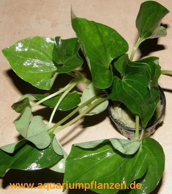 Produktbild von 3 Töpfe Saururus cernuus, Eidechsenschwanz