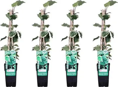Obrázek produktu pro Pestrý brectan Hedera algeriensis 'Gloire de Marengo' - popínavá rostlina