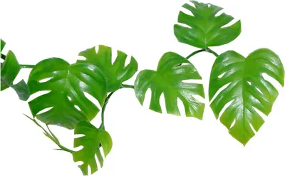 Produktbild von Lucky Reptile - Pothos Ranke