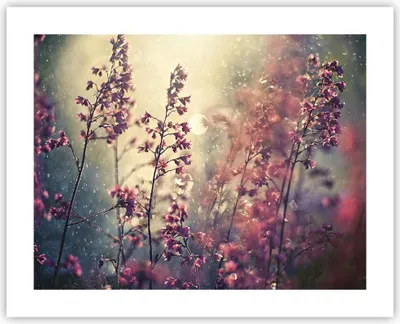 Produktbild von Poster - Poster ohne Rahmen - Blumen Regen Licht - 50x40 cm - Wand Bild - Wanddeko - Wandbilder - Kunstposter - Wandposter - Bilder - Kunstdruck - Wanddekoration - Wandbild - P2XAA50x40-4218