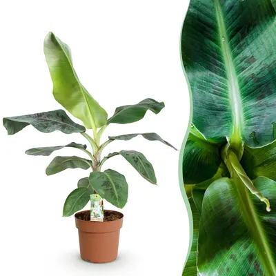 Produktbild von Green boutiQ - Zimmerpflanzen - Musa acuminata Dwarf Cavendisch - Bananenpflanze - Wenig Pflege - Grün - 1 Pflanze - Topf 21cm - Höhe 70-75cm