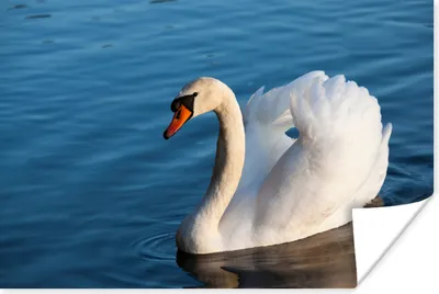 Produktbild von MuchoWow® Poster Schwan - Wasser - Vogel - Weiß 60x40 cm - Schlafzimmerdekoration