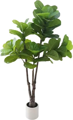 Productafbeelding van Kunstplant Ficus Lyrata (vioolbladfiguurboom), 152 cm – Kunstplant voor binnenshuis – met witte pot – groen