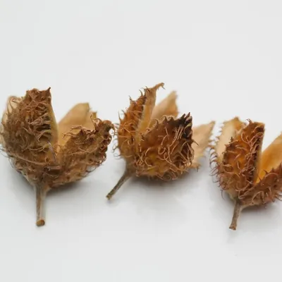 Produktbild von Rotbuche Buche - Fagus sylvatica