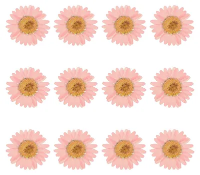 12 getrocknete gepresste Blüten, 2,5-3 cm, bunt, rosa