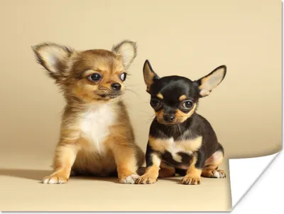 Produktbild von MuchoWow® Poster Zwei kleine Chihuahua-Welpen 120x90 cm - Wandbild