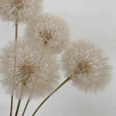 Produktbild von Pusteblume getrocknet 30-40cm konservierte Löwenzahn Blüte Handkonserviert