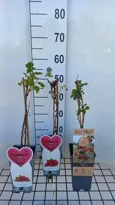 Image de Rubus idaeus (framboisier) - Framboise | 25 cm en pot