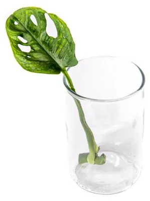 Obrázok produktu pre Gardners Monstera adansonii Monkey Mask - odrezky na zakorenenie
