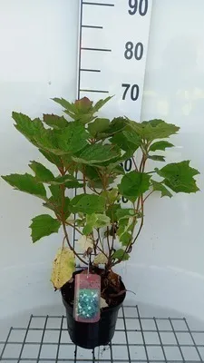Obrázek produktu pro Hydrangea querc. 'Alice' - Hortenzie dubová 30- 40 cm nádoba