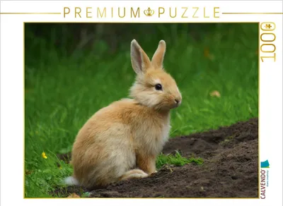 Produktbild von CALVENDO Puzzle Liebenswertes Zwergkaninchen | 1000 Teile Lege-Größe 64x48cm Foto-Puzzle für glückliche Stunden