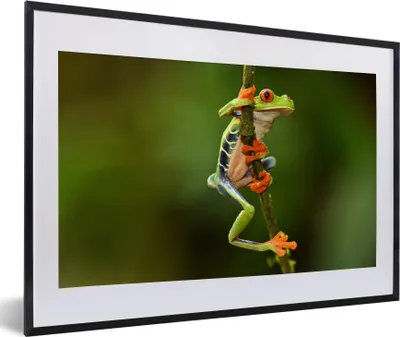 Produktbild von MuchoWow® MuchoWow® Gerahmtes Poster Frosch - Regenwald - Zweig 60x40 cm - Poster mit zchwarzem Bilderrahmen - Schlafzimmer - Plakat in Rahmen - Drucken