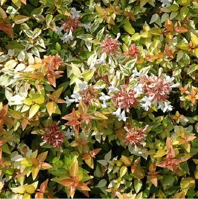 Immagine prodotto di 2 x  Abelie grandiflora  - Abelia grandiflora 'Kaleidoscope'  | 25-30 cm in vaso