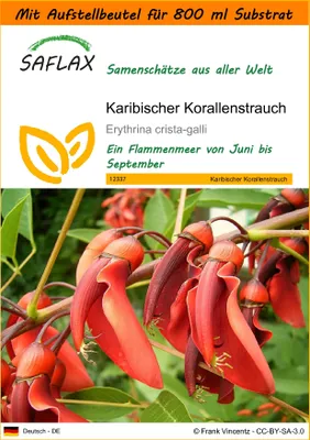 Produktbild von SAFLAX - Garden in the Bag - Karibischer Korallenstrauch - 6 Samen - Mit Anzuchtsubstrat im praktischen, selbst aufstellenden Beutel - Erythrina crista galli