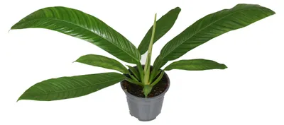 Produktbild von Philodendron Campiii - 30-40cm - Ø14cm - Zimmerpflanze - Immergrün