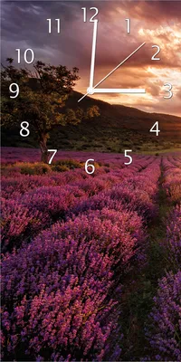 Produktbild von Wallario Design Wanduhr bedruckt, Größe 30 x 60 cm, Motiv: Lavendelfeld bei Sonnenuntergang - Sonnenstrahlen