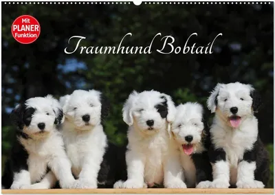 Produktbild von Traumhund Bobtail (Wandkalender 2026 DIN A2 quer), CALVENDO Monatskalender